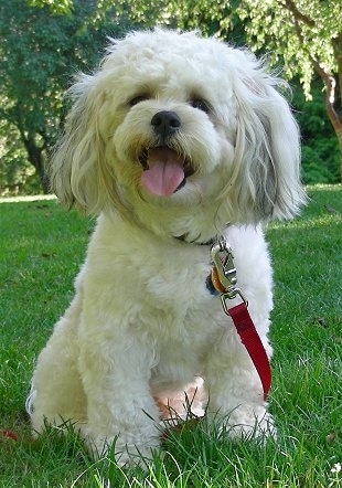 A white with gray Zuchon is sitting in grass, it is looking forward, its head is slightly tilted to the left, its mouth is open and its tongue is sticking out. It has long straight hair on its ears that hang down to the sides, a black nose and dark eyes.