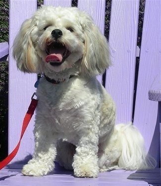 A white Zuchon is sitting on a large violet wooden chair, it is panting and it is looking forward. Its body is shaved short and it has long drop ears with straight hair on them. It has a black nose and dark squinty eyes.