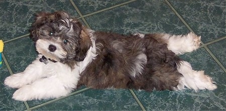Top down view of a white and gray Zuchon puppy that is laying across a tiled floor and it is looking up with its front and back paws stretched out in front of and behind it.