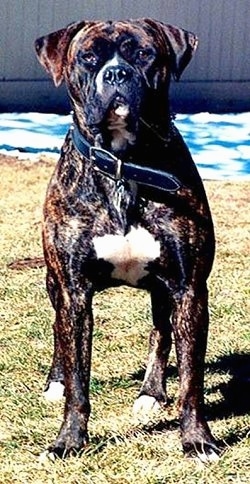 A brown brindle with white American Bandogge Mastiff is standing on grass with a wooden fence ibehind it.