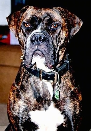 Close up - A brindle with white American Bandogge Mastiff sitting in house and it is looking forward.
