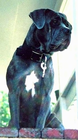 A blue colored American Bandogge Mastiff is sitting at the top of brick steps and it is looking to the right.