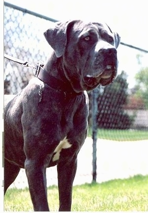 The front right side of a black with white American Bandogge Mastiff that is standing in grass along a fence line