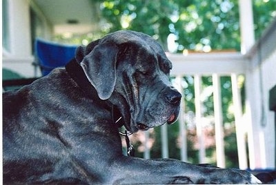 The right side of a black American Bandogge Mastiff that is laying across a porch