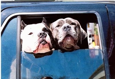 Two American Bandogge Mastiffs are attempting to stick their heads out of a car window