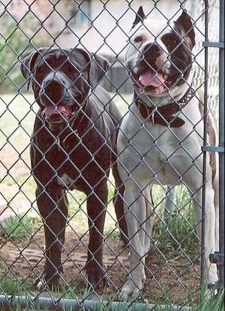 Two American Bandogge Mastiffs are standing behind a chain link fence