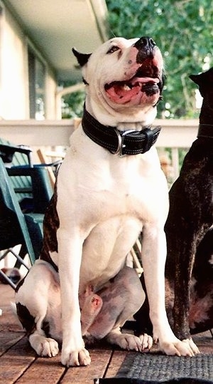 The front right side of a white with brown American Bandogge Mastiff is sitting on a balcony with its head in the air and sitting to the right of it is another dog.