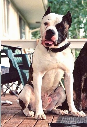 A white with brown American Bandogge Mastiff is sitting on a balcony and there is another dog to the right of it.