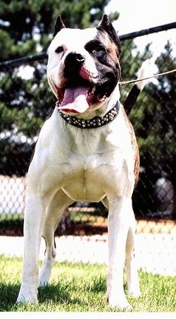 A white with brown American Bandogge Mastiff is standing on grass with a chain link fence behind it.
