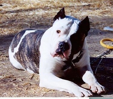 The front right side of a white with black American Bandogge that is laying in grass with its head tilted to the right