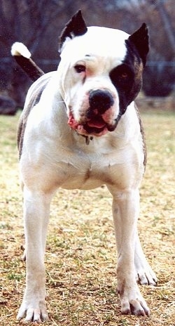 A white with brown American Bandogge Mastiff is standing on grass and it is looking forward.