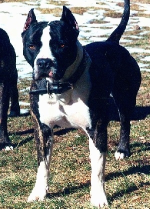 The front left side of a brindle with white American Bandogge Mastiff that is standing on grass next to another dog with with patchy snow over the grass