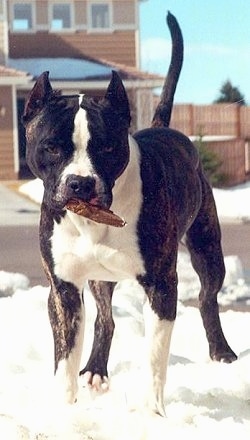 The front left side of a brindle with white American Bandogge Mastiff that is standing on snow with a stick in its mouth