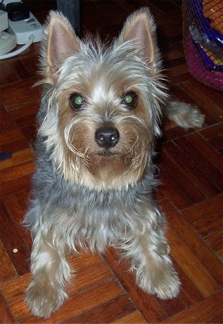 Close-up Australian Terrier dog