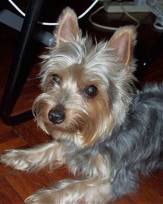 Close-up Australian Terrier dog