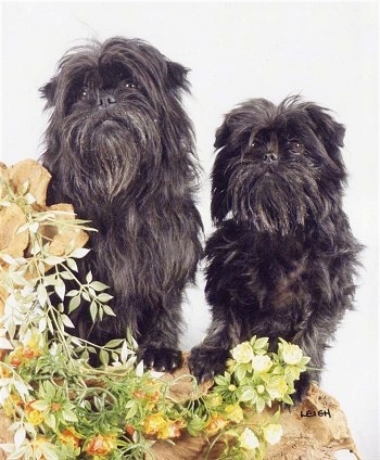 affenpinscher dogs