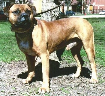 The left side of a brown with white Alano Espanol that is standing on a dirt patch and it is wearing a leash.