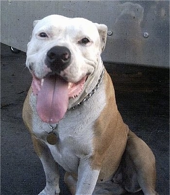 The front left side of a tan with white American Bulldog that is wearing a choke chain collar and it is sitting on a blacktop surface. Its mouth is open and its tongue is out