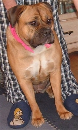 A red American Bull Dogue de Bordeaux is sitting on a rug and there is a person standing overtop of it.