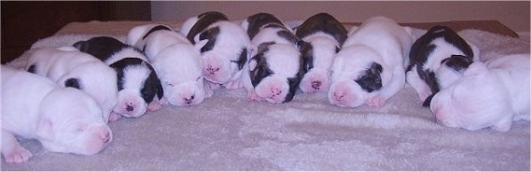 A Litter of eleven American Bulldog puppies laying on a dog bed