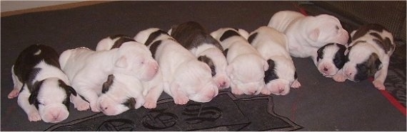 A Litter of ten American Bulldog puppies laying on a floor