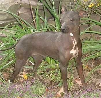 American Hairless Terrier in park