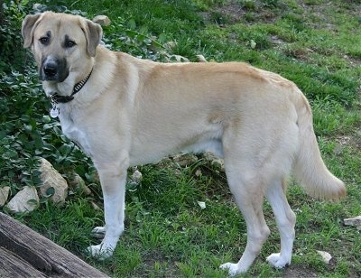 anatolian shepherd is this giant breed a good family pet