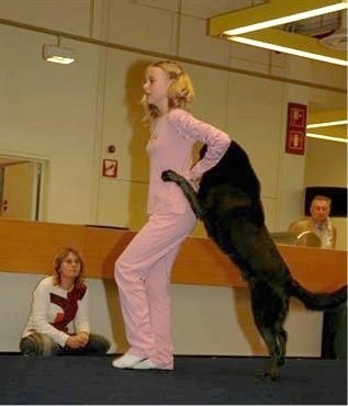 A girl in pink is dancing with an Australian Kelpie standing up against her back. There is a person sitting down and watching.