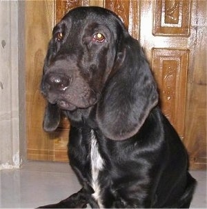 Droopy the Basset Hound sitting in front of a door