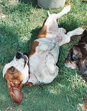 Toaster the adult Basset Hound laying on his back as another dog looks at him