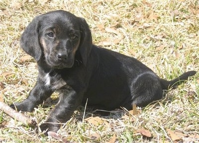 The left side of a black Basset Retriever Puppy that is sitting on grass behind a stick and it is looking to the right.