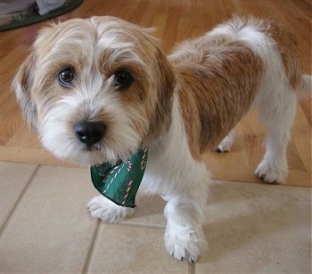 Snickers the Bea-Tzu wearing a bandana standing on a hardwood floor