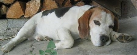 Benny the Beagle sleeping in front of logs