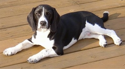 Kris the Beagle laying down on a wooden deck