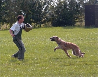 Action shot - Trouble-of Inka the Belgian Shepherd Laekenois going after a person who has a foam pad over their arm
