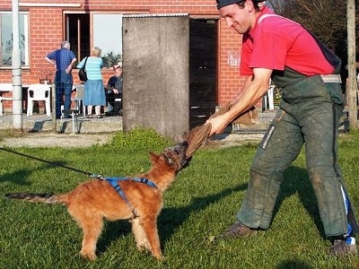 Trouble-of Inka the Belgian Shepherd Laekenois puppy pulling on a rag that a man in a padded outfit is holding during his IPO training