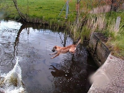Action shot - Trouble of Inka the Belgian Shepherd Laekenois in mid-air jumping into water
