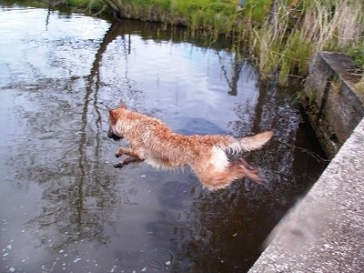 Action shot - Trouble-ofinka the Belgian Shepherd Laekenois jumping into a body of water