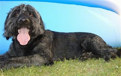 Bergamasco laying in front of an above ground pool with its mouth open and tongue out