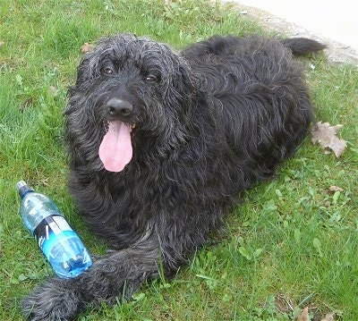 Bergamasco laying in grass with its mouth open and tongue out with a plastic water bottle in front of it