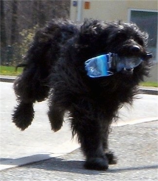 Bergamasco running with a plastic water bottle in its mouth