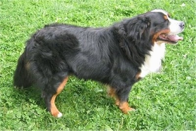 Left Profile - Fanda the Bernese Mountain Dog looking to the left