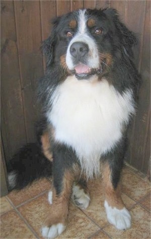 Fanda the Bernese Mountain Dog sitting in the corner