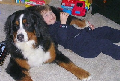 Bernese Mountain Dog Size Chart