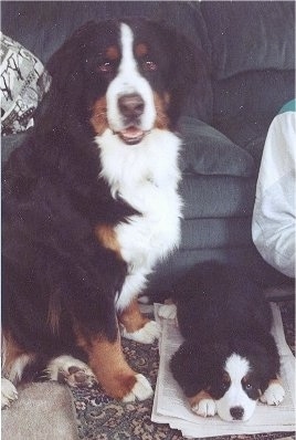 Ripley the Bernese Mountain Dog sitting next to Gabby the Bernese Mountain Dog puppy who is laying on newspapers