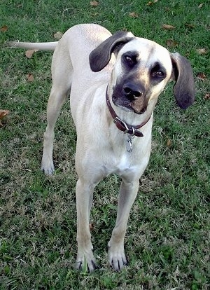 View from the front - A large breed, tan with Black Mouth Cur dog is standing in grass and its head is tilted to the right.
