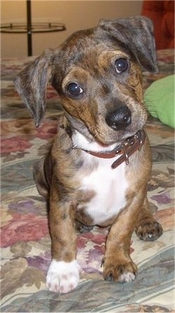 A brown with black and white Bo-Dach puppy is sitting on a bed, it is looking forward and its head is slightly tilted to the left.