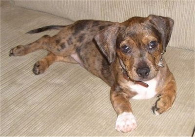 The front right side of a brown with black and white Bo-Dach puppy that is laying across a couch and it is looking forward.