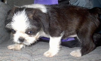 boston terrier and shih tzu puppy