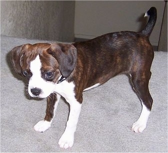 Marley the Boglen Terrier as a puppy standing on the carpet and looking into the distance